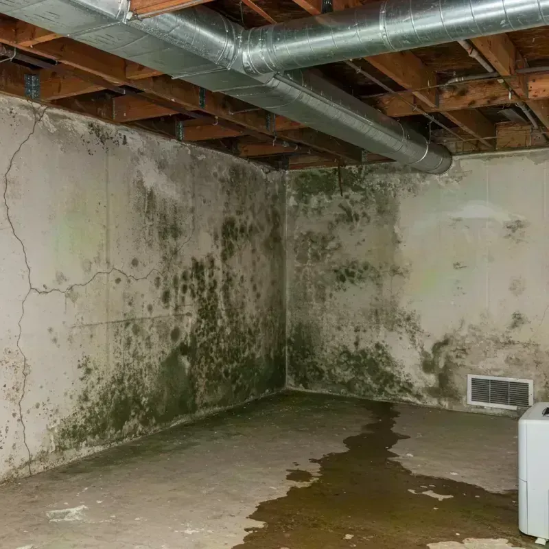 Professional Mold Removal in North Plainfield, NJ